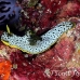 nudibranch_uc_h_0011_pal0510.jpg
